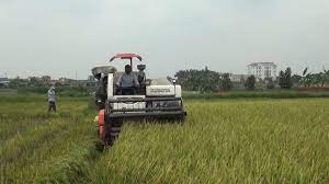 Ninh Giang tập trung thu hoạch lúa đông xuân